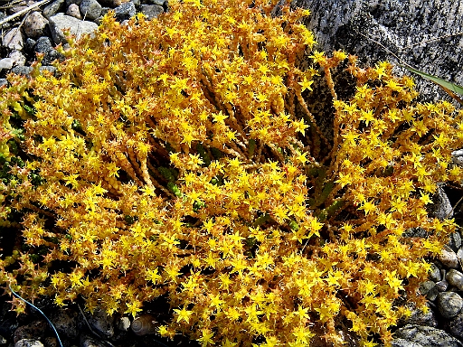 DSCI0442.JPG - Und auch diese kleinen, gelben Sterne findet man haeufig zwischen den Steinen am Strand.