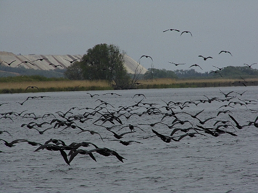 DSCI0333.JPG - Immer wieder scheuchen wir grosse Schwaerme auf. Ich moechte mal wissen, wie viel Fisch so eine Meute am Tag wegfaengt.