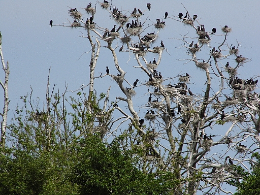 DSCI0357.JPG - Die negative Seite der Medaille: Auf den Baeumen, auf denen die Kormorane nisten, geht nichts mehr. Im wahrsten Sinne des Wortes "togeschissen".
