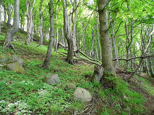 DSCI0389.JPG - Der Buchenwald im Nationalpark Jasmund ist immer wieder eine Freude. Ein richtiger Urwald. Fantasie Fans wuerden hier wohl hinter jedem Baum Elben oder Zwerge vermuten. Vielleicht gibts die ja auch hier wirklich...