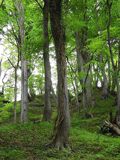 DSCI0402.JPG - Der sieht doch wirklich sehr verwunschen aus, mit seiner Schmarotzerflanze, oder? Wie gesagt: Ein Elbenwald...