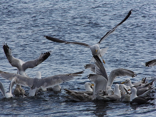 DSCI0515.JPG - Ja, und die hier sind ohnehin ausser Konkurrenz. Ihr Leben besteht nur aus Fliegen, Fressen und hin und wieder Eier legen. Aber - wenn man sie so sieht - bevorzugt aus Fressen. Ach ja, und noch daraus, jedem Artgenossen, jeden Bissen zu neiden und zu versuchen, ihm den abzujagen. Moewen sind halt auch nur Menschen...