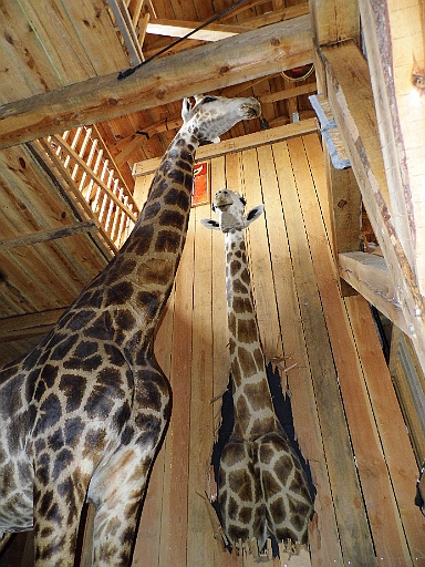 DSCI0567.JPG - Frueher sollen bei diesem Projekt echte Tiere auf dem Schiff gehalten worden sein. Nun, ob nun zwei ausgestopfte Giraffen unbedingt den biblischen Gedanken transportieren... In freier Wildbahn wuerden sie mir besser gefallen, mit ihren angsamen, eleganten Bewegungen. Mich ueberzeugt das Konzept der Arche in keinster Weise!
