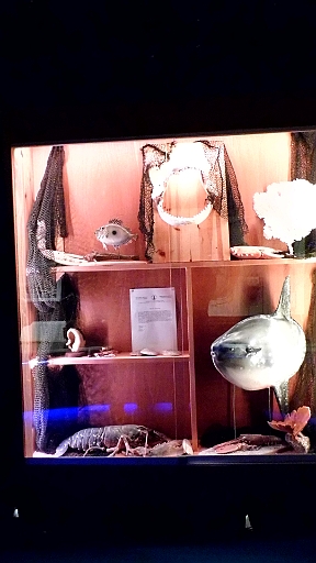 DSCI0612.JPG - Es gibt darueber hinaus Schaukaesten mit Fischen aus anderen Ozeanen. Auch gibt es einen Raum mit Mikroskopen fuer die Kinder und vorpraeparierten Objekttraegern, und vieles mehr.