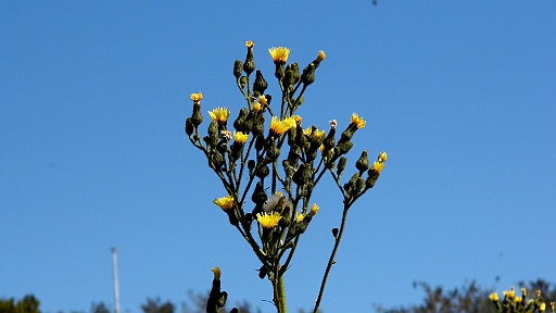 DSCI1591.JPG - Solchen Loewenzahn habe ich noch nie gesehen! Ist wohl auch keiner, aber wahrscheinlich irgendwie damit verwandt. Sch&ouml;n, vor blauem Himmel