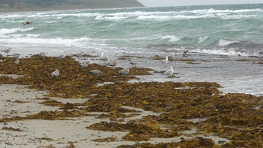 DSCI1768.JPG - Ueber den starken Wind freuen sich besonders die Moewen. Viel Tang und Seegras kommt angeschwemmt und bringt Kleingetier und Krebse mit.