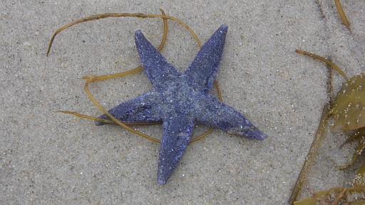 DSCI1787.JPG - Selbst so einen Exoten spuelt das Meer an: Einen blauen Seestern