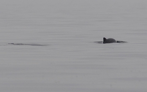 schwein1.jpg - Ungerne verlassen wir Anholt. Aber schliesslich haben wir ein ruhiges Wetterfenster und das will genutzt werden. Zum Glueck schiebt der Strom mit und es wird eine relativ ruhige,schnelle Reise. Aber kurz vor dem Sund erwartet uns eine Ueberraschung. Innerhalb von 2 Stunden zaehlen wir mindestens 100 Schweinswale. Immer in Gruppen von 2 bis 5 Tieren. Machmal kommen sie sehr nahe.