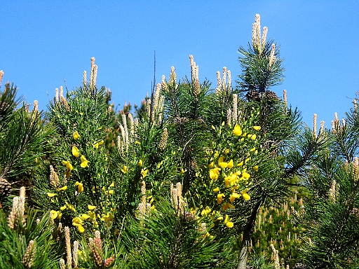 DSCI0565.JPG - Ein wunderschoener Anblick: bluehender Ginster zwischen ebenfalls "bliehenden" Kiefern