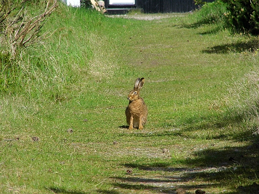 DSCI0567.JPG - Auch Meister Lampe will etwas vonder Sonne haben.Er mustert uns skeptisch. Aber wir bestehen nicht so recht als "ungefaehrlich" vor seinen Augen und so sucht er denn doch lieber sein Heil in der Flucht. Wir treffen noch einige seiner Art.