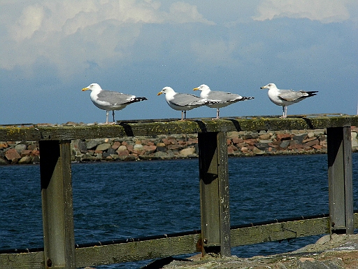 DSCI0592.JPG - Auch die Moewen haben irgendwann die Nase, oder besser den Schnabel, voll. Ist ja mal ganz schoen, so im Starkwind zu segeln, aberauf die Dauer brauchen sie auch mal ne Pause.