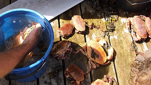 DSCI0020.JPG - Ein Norweger ist mit Neoprenanzug an der Aussenkante der Bucht auf Krebsfang gewesen. Offensichtlich war er erfolgreich. 