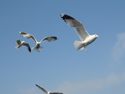 DSCI0139.JPG - Mit geuebtem Blick in Warteschleife
