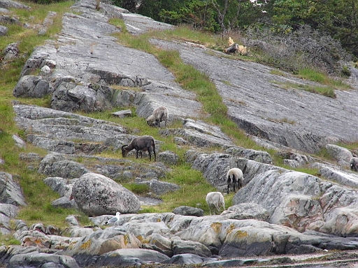 DSCI1301.JPG - Hier die multifunktionalen, viebeinigen Rasenmaeher der Insel. Gleichzeitig auch als zukuenftige Norwegerpullis geeignet.