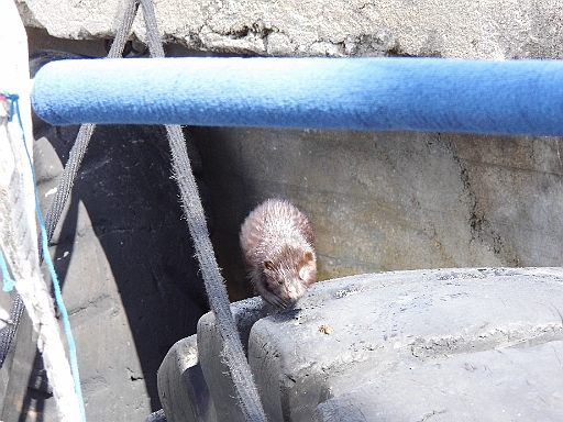 DSCI0888.JPG - Aber so hatten wir auch eine besondere Begegnung. Ein Mink (verwilderter Nerz). Er kam sogar kurz an Bord.