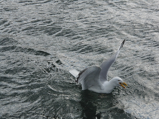 DSCI0600.JPG - Nicky froent ihrem Hobby (einem der diversen, neben Steinchen sammeln und Angeln) und fuettert Moewenund fotografiert sie. Zum Glueck wurde die Digitalkamera erfunden und so kannsie fotografieren, soviel sie will.