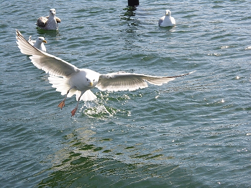 DSCI0644.JPG - "Bombermoewe"im Anflug auf Maimiti...