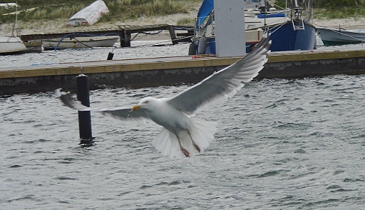 DSCI0700a.jpg - Die hier ist offensichtlich satt, obwohl das bei Moewen eigentlich ein unmoeglicher Zustand ist. Aber sie macht sich vom Acker...