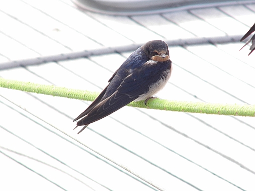 DSCI1922.JPG - Am Morgen dann alles voller Schwalben. Es muss also noch Sommer sein, den sonst waeren die doch weg, oder?!