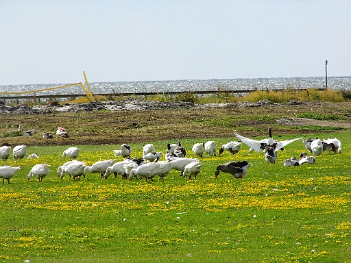 DSCI1925.JPG - Hier wird die Wiese nicht von Norwegerpullis (Schafen) gestutzt, sondern von Gaensen. Der Jahreszeit entsprechend mischen sich nun immer mehr Wildgaense auf dem Weg nach Sueden darunter.