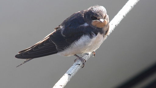 DSCI1935.JPG - Man sagt zwar, eine Schwalbe mache noch keinen Sommer, aber es sind viele (weshalb wir auch schleunigst dieSegel abgedeckt habe...) Dieses h&Atilde;&frac14;bsche Foto hat meine Lieblingsbordfee, Navigatorin und Bordfotografin gemacht.