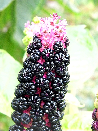 DSCI1946.JPG - Kann mir jemand verraten, wie diese Blume hei&Atilde;�t? Sieht interessant aus, aber was das ist: Keine Aunung!